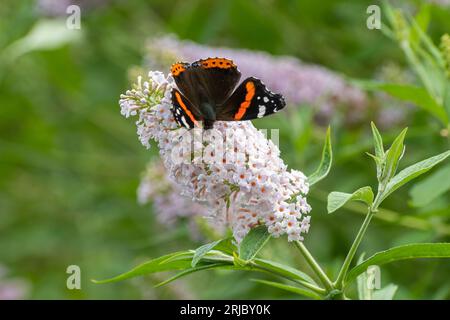 Buddleja davidii Les Kneal (Buddleia Varietät), bekannt als Schmetterlingsbusch, blüht im august oder Sommer, Großbritannien, mit einem roten Admiral-Schmetterling Stockfoto