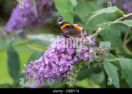 Der rote Admiral-Schmetterling Vanessa atalanta nectaring auf Buddleja davidii Castle School Flowers (Buddleia Variety), bekannt als Schmetterlingsbusch, England, Vereinigtes Königreich Stockfoto