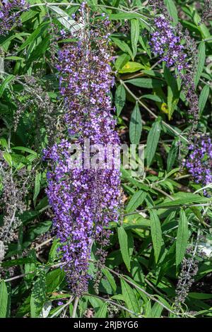Buddleja davidii „Wisteria Lane“ Blumen (Buddleia Varietät), bekannt als Schmetterlingsstrauch, blühende Sträucher im Sommer oder August, England, Großbritannien Stockfoto