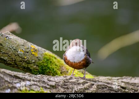 Dipper, Cinclus cinclus, auf einem Baumstamm Stockfoto