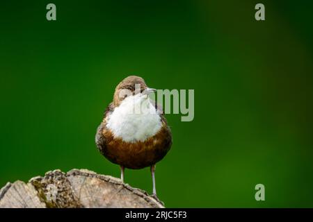 Dipper, Cinclus cinclus, auf einem Baumstamm Stockfoto