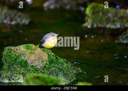 Grauer Bachstelz, Motacilla cinera, stehend auf Felsen in einem Fluss. Stockfoto