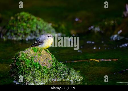 Grauer Bachstelz, Motacilla cinera, stehend auf Felsen in einem Fluss. Stockfoto