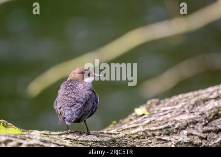 Dipper, Cinclus cinclus, auf einem Baumstamm Stockfoto