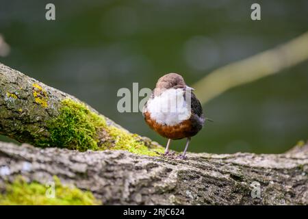 Dipper, Cinclus cinclus, auf einem Baumstamm Stockfoto