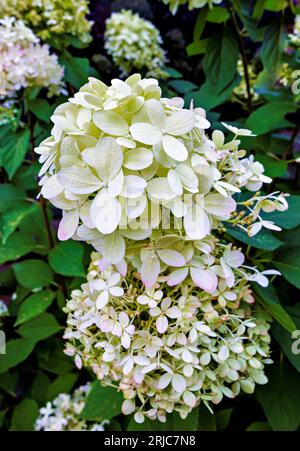 Weiße bis cremefarbene Hydrangea paniculata „Rampenlicht“ in Blüte, wächst im Sommer in einem Garten in Surrey, Südostengland Stockfoto