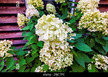 Weiße bis cremefarbene Hydrangea paniculata „Rampenlicht“ in Blüte, wächst im Sommer in einem Garten in Surrey, Südostengland Stockfoto