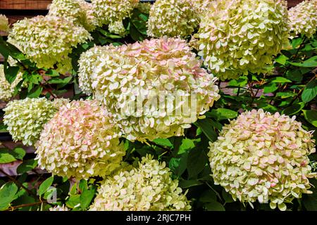 Große weiße Panicles der Hydrangea paniculata „Limelight“, die im Sommer in einem Garten in Surrey im Südosten Englands rosa blühen Stockfoto