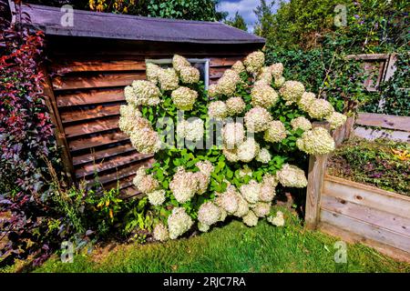 Large white panicles of Hydrangea paniculata 'Limelight' tinged with pink flowering by a garden shed in Surrey, south-east England in summer Stock Photo