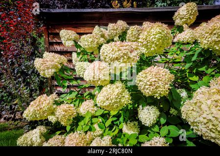 Große weiße Panicles der Hydrangea paniculata „Limelight“, die im Sommer in einem Garten in Surrey im Südosten Englands rosa blühen Stockfoto