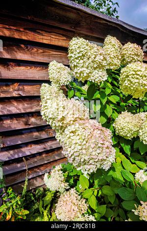 Große weiße Panicles der Hydrangea paniculata „Limelight“, die im Sommer in einem Garten in Surrey im Südosten Englands rosa blühen Stockfoto