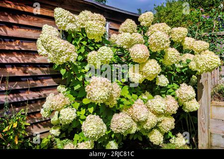 Große weiße Panicles der Hydrangea paniculata „Limelight“, die im Sommer in einem Garten in Surrey im Südosten Englands rosa blühen Stockfoto