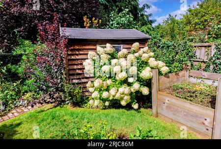 Large white panicles of Hydrangea paniculata 'Limelight' tinged with pink flowering by a garden shed in Surrey, south-east England in summer Stock Photo