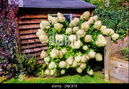 Large white panicles of Hydrangea paniculata 'Limelight' tinged with pink flowering by a garden shed in Surrey, south-east England in summer Stock Photo