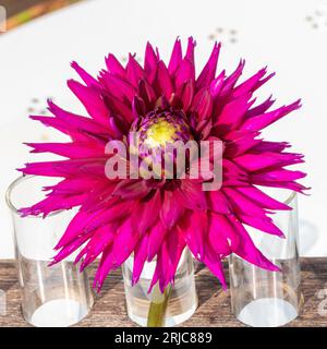 „Ambition“ Kaktusdahlia (Dahlia x hortensis) Stockfoto