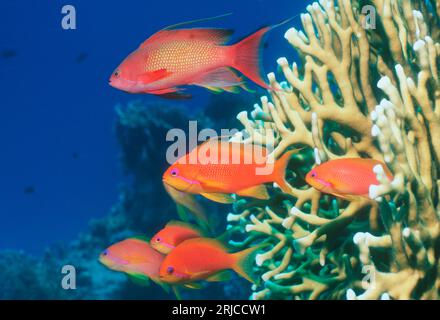 Lyretail-Anthias [Pseudanthias squamipinnis] mit Feuerkorallen. Ein Mann mit Weibchen. Ägypten, Rotes Meer. Stockfoto