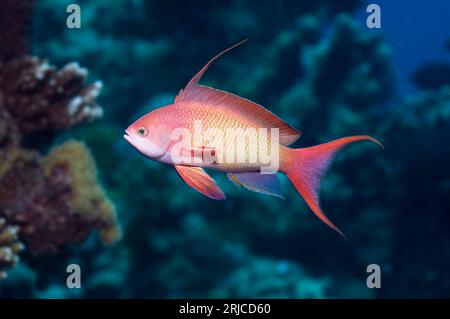 Lyretail Anthias oder Goldie (Pseudanthias squamipinnis) männlich. Rotes Meer, Ägypten. Stockfoto