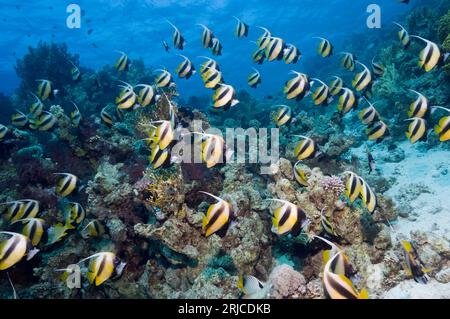 Rotes Meer Bannerfisch (Heniochus intermedius) große Schule. Ägypten, Rotes Meer. Stockfoto