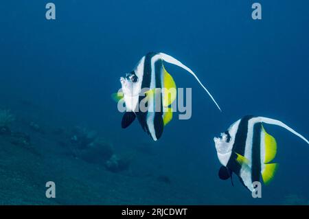 Longfin-Bannerfisch (Heniochus acuminatus). Bali, Indonesien. Indo-Pazifik. Stockfoto