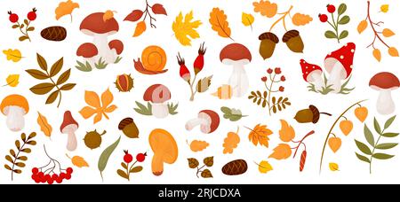 Herbstsammelblätter, Waldpilze, Beeren, Kegel, Eicheln, Hagebutte, Kastanie, Schnecke und Bergresche. Vektorillustration. Isolierte farbige dr Stock Vektor