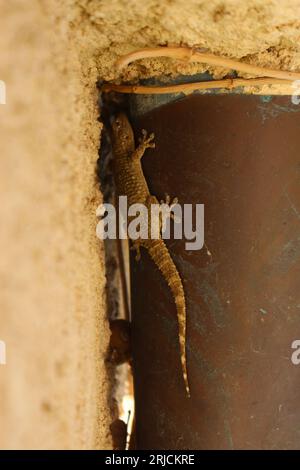 Brown Common wall or Moorish Gecko (Tarentola mauritanica or Tarente de Maurétanie) hiding behind a pipe in the shade in Provence, France in spring Stock Photo