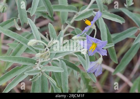 Silverleaf Nightshade, Solanum elaeagnifolium Stockfoto