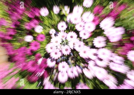 Leuchtende Lichter und rosa Daiybuschen, auch bekannt als afrikanische Daisies (Osteospermum), mit verschwommenen Linien. Abstraktes Flower Power Art Konzept für Psychedelika Stockfoto