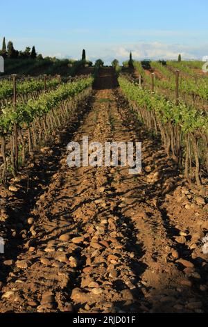 Reihen von Weinreben in der späten Nachmittagssonne mit Kopie oder Text. Das Hintergrundkonzept der Rebflächen in der AOP (g. U.) schützte Châteauneuf-de-gadagne Frankreich Stockfoto