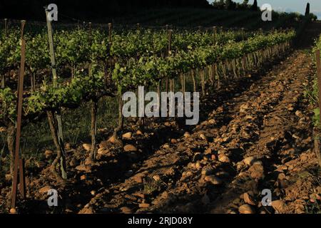 Reihen von Weinreben in der späten Nachmittagssonne mit Kopierraum. Hintergrundkonzept der Rebflächen in der geschützten g. U. (AOP) Châteauneuf-de-gadagne, Frankreich Stockfoto