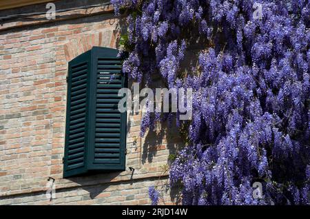 Glicine fiorito abbarbicato ad una casa Stockfoto