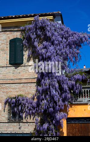 Glicine fiorito abbarbicato ad una casa Stockfoto