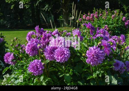 Die Dahlia (Name: Lila Pauline) im Dahliengarten Baden Baden nahe der lichtentaler Allee. Baden Baden, Baden Württemberg, Deutschland Stockfoto