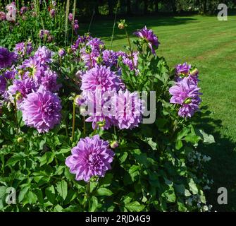 Die Dahlia (Name: Lila Pauline) im Dahliengarten Baden Baden nahe der lichtentaler Allee. Baden Baden, Baden Württemberg, Deutschland Stockfoto