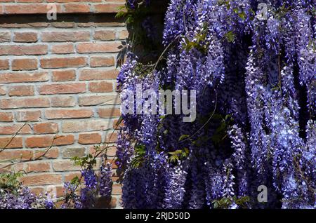 Glicine fiorito abbarbicato ad una casa Stockfoto