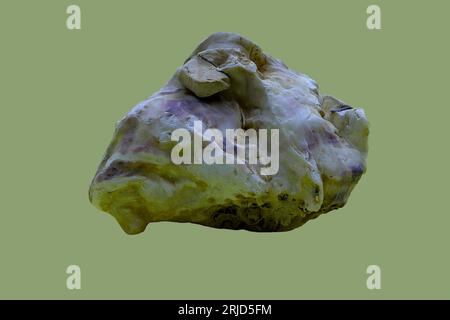 Still Life: A coarse shell, shown from above, with embedded stones. Studio shot with copy space. Stockfoto