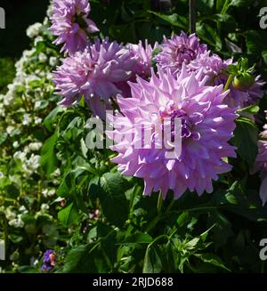 Die Dahlia (Name: Almand's Joy) im Dahliengarten Baden Baden nahe der lichtentaler Allee. Baden Baden, Baden Württemberg, Deutschland Stockfoto