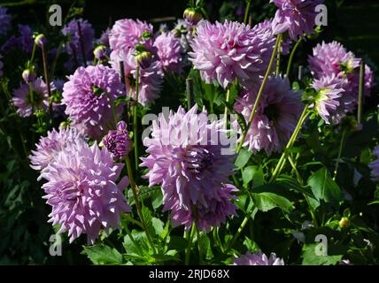 Die Dahlia (Name: Almand's Joy) im Dahliengarten Baden Baden nahe der lichtentaler Allee. Baden Baden, Baden Württemberg, Deutschland Stockfoto