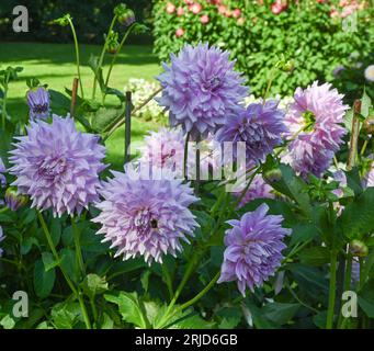 Die Dahlia (Name: Almand's Joy) im Dahliengarten Baden Baden nahe der lichtentaler Allee. Baden Baden, Baden Württemberg, Deutschland Stockfoto