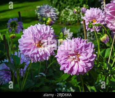 Die Dahlia (Name: Almand's Joy) im Dahliengarten Baden Baden nahe der lichtentaler Allee. Baden Baden, Baden Württemberg, Deutschland Stockfoto