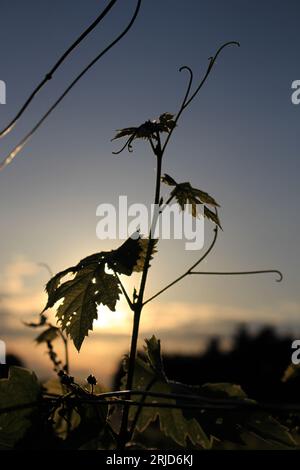 Weinberg bei Sonnenaufgang. Jungstamm von Weinreben, beleuchtet von aufgehender Sonne (Châteauneuf-de-Gadagne, Frankreich) Stockfoto