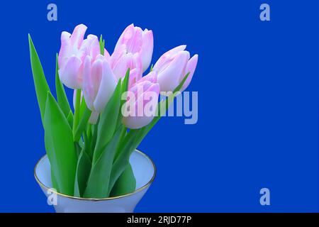 Stillleben: Ein Haufen rosafarbener Tulpen vor blauem Hintergrund. Stockfoto