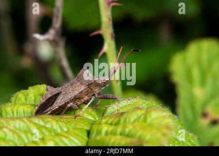 DockBug (Coreus marginatus) auf einem Brombeerblatt Stockfoto