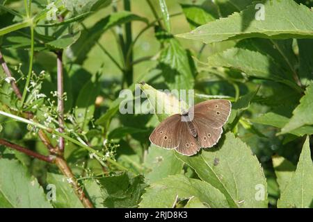 Natürliche Nahaufnahme auf dem braunen Klingelschmetterling, Aphantopus hyperantus auf einem grünen Blatt sitzend Stockfoto