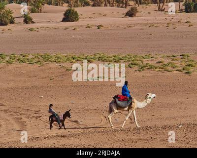 Unbekannte Menschen reiten auf einem Kamel und einem Esel durch die Wüste Marokkos an einem sonnigen Tag. Stockfoto