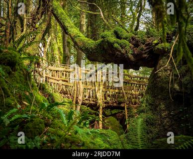 Baumbrücke in Puzzlewood, einer bewachsenen alten Mine, die heute ein Ort für Puppenfilme und Familienbesucher ist Stockfoto