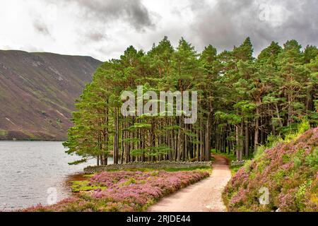 Loch Muick Ballater Balmoral Estate Scotland eine Steinmauer, die im Sommer an das Glas allt Shiel House heranführt Stockfoto