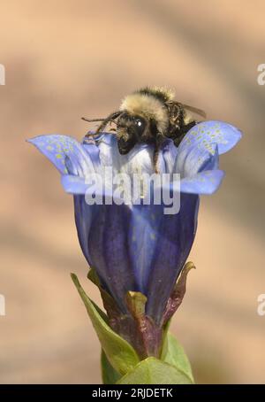 Hummel mit weißen Schultern (Bombus appositus) auf Nahrungssuche im Mountain Bog Gentian (Gentiana calycosa) Mt. Adams, Washington Stockfoto