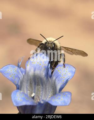 Hummel mit weißen Schultern (Bombus appositus) auf Nahrungssuche im Mountain Bog Gentian (Gentiana calycosa) Mt. Adams, Washington Stockfoto