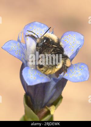 Hummel mit weißen Schultern (Bombus appositus) auf Nahrungssuche im Mountain Bog Gentian (Gentiana calycosa) Mt. Adams, Washington Stockfoto