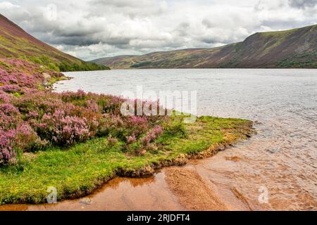 Loch Muick Ballater Balmoral Estate Schottland im Sommer mit violettem Heidekraut gesäumte Ufer des Sees und ein Sandstrand Stockfoto